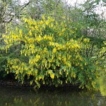 Common Laburnum or Golden Rain (Laburnum anagyroides) Shrub - Cold Hardy Shrubs