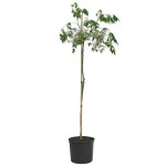 Chinaberry Tree (Melia azedarach) | Deciduous Foliage Shade Trees Chinaberry Tree (Melia azedarach) | Shade Trees