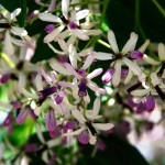 Chinaberry Tree (Melia azedarach) | Deciduous Foliage Shade Trees Chinaberry Tree (Melia azedarach) | Shade Trees