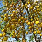 Chinaberry Tree (Melia azedarach) | Deciduous Foliage Shade Trees Chinaberry Tree (Melia azedarach) | Shade Trees
