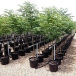 Chinaberry Tree (Melia azedarach) | Deciduous Foliage Shade Trees Chinaberry Tree (Melia azedarach) | Shade Trees