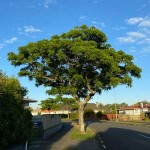 Chinaberry Tree (Melia azedarach) | Deciduous Foliage Shade Trees Chinaberry Tree (Melia azedarach) | Shade Trees