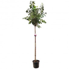 Kwanzan Cherry (Prunus serrulata 'Kanzan'-syn. Prunus lannesiana 'Kanzan') Tree - Ornamental Flowering Trees