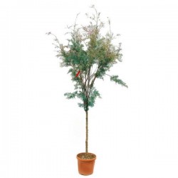 Αλμυρίκια ή Αρμυρίκια (Tamarix tetrandra) Δέντρα Παραλίας