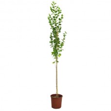 Chinese Red Date (Ziziphus jujuba) Tree - Deciduous Ornamental Trees