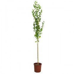 Chinese Red Date (Ziziphus jujuba) Tree Chinese Red Date (Ziziphus jujuba) Tree - Deciduous Ornamental Trees