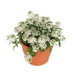 Άλυσσο (Alyssum maritimum ή Lobularia maritima) Φυτό