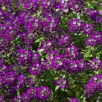 Άλυσσο (Alyssum maritimum ή Lobularia maritima) Φυτό
