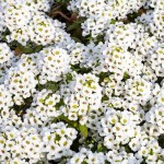 Άλυσσο (Alyssum maritimum ή Lobularia maritima) Φυτό