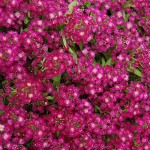 Άλυσσο (Alyssum maritimum ή Lobularia maritima) Φυτό