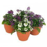 Άλυσσο (Alyssum maritimum ή Lobularia maritima) Φυτό