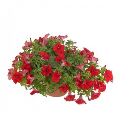 Surfinia Petunia Hybrid Hanging Basket (Petunia x atkinsiana 'Surfinia’) Surfinia Petunia Hybrid Hanging Basket