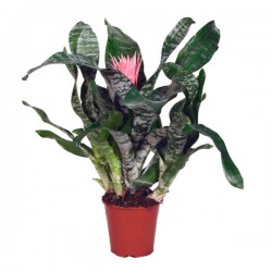 Αιχμέα ή Βιλμπέργια (Aechmea fasciata – syn. Billbergia fasciata) Φυτό -  Αιχμέες-Ανθοφόρα Φυτά για Γλάστρα & Κήπο