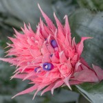 Urn Plant (Aechmea fasciata – syn. Billbergia fasciata)