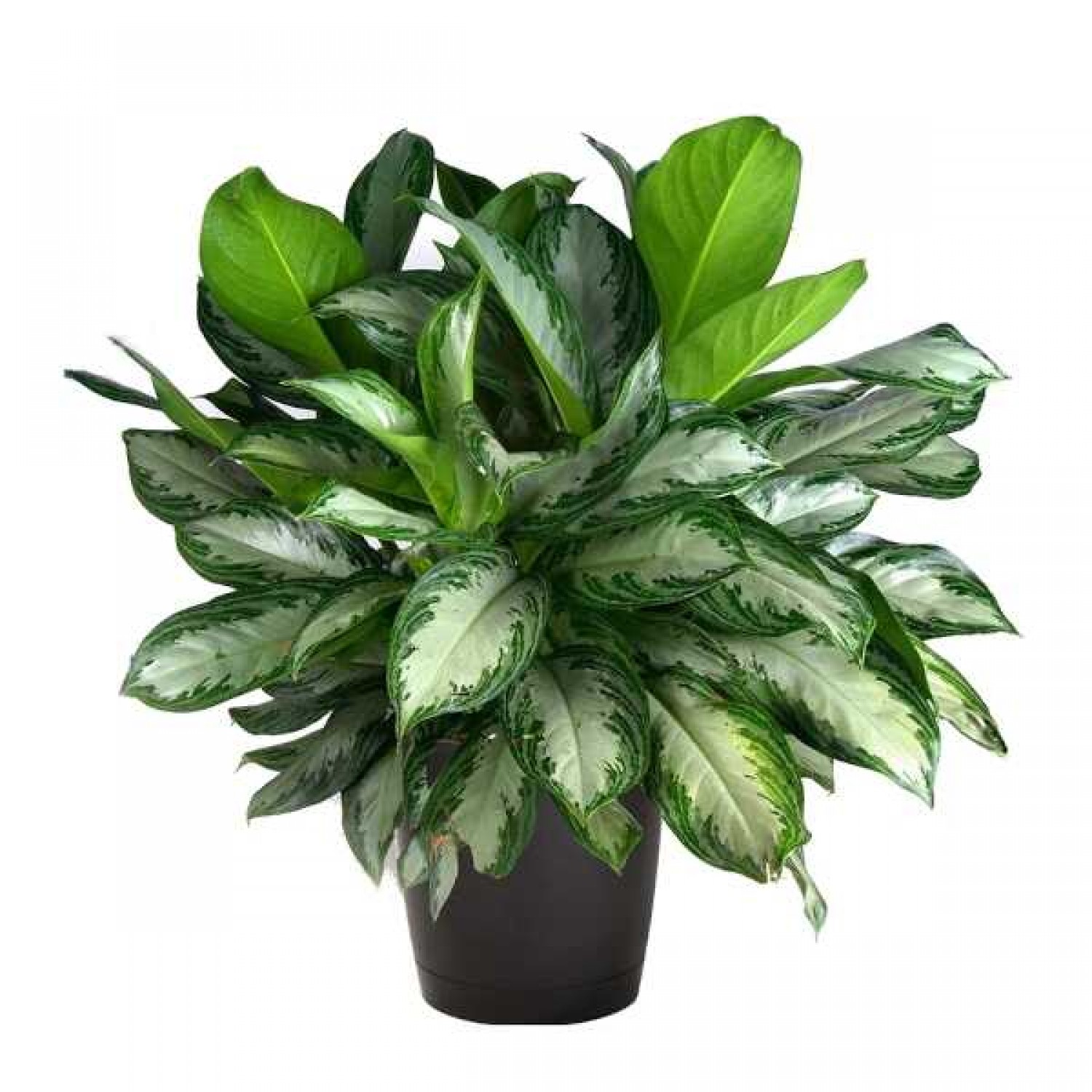 Αγλαόνημα (Aglaonema commutatum) Φυτό Εσωτερικών Χώρων