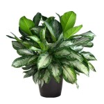 Αγλαόνημα (Aglaonema commutatum) Φυτό Εσωτερικών Χώρων