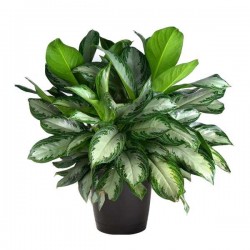 Αγλαόνημα (Aglaonema commutatum) Φυτό Εσωτερικών Χώρων