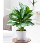 Αγλαόνημα (Aglaonema commutatum) Φυτό Εσωτερικών Χώρων