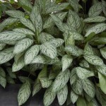 Αγλαόνημα (Aglaonema commutatum) Φυτό Εσωτερικών Χώρων