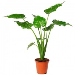 Chinese Taro (Alocasia cucullata) Herbaceous Plant Chinese Taro (Alocasia cucullata) Herbaceous Plant - Chinese Taros Ornamental Foliage Plants