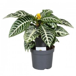 Αφελάνδρα (Aphelandra squarrosa)