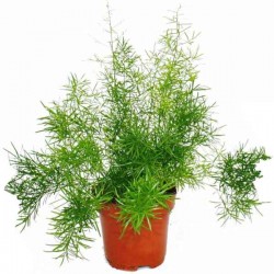 Sprengeri Asparagus Fern-Asparagus densiflorus Sprengeri Sprengeri Asparagus Fern (Asparagus densiflorus 'Sprengeri') Plant - Asparagus Ornamental Plants