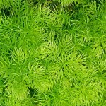 Sprengeri Asparagus Fern (Asparagus densiflorus 'Sprengeri') Plant - Asparagus Ornamental Plants