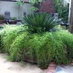 Sprengeri Asparagus Fern (Asparagus densiflorus 'Sprengeri') Plant - Asparagus Ornamental Plants