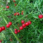 Sprengeri Asparagus Fern (Asparagus densiflorus 'Sprengeri') Plant - Asparagus Ornamental Plants