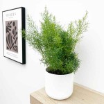 Sprengeri Asparagus Fern (Asparagus densiflorus 'Sprengeri') Plant - Asparagus Ornamental Plants