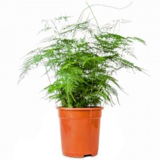 Asparagus Fern (Asparagus seteceus-syn. Asparagus plumosus) Plant - Asparagus Ornamental Plants