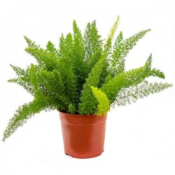 Foxtail Fern (Asparagus densiflorus 'Myersii') Plant - Asparagus Ornamental Plants