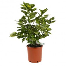 Αουκούμπα Ιαπωνική ‘Κροτονιφόλια’ (Aucuba 'Crotonifolia’)