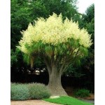 Ponytail Palm (Beaucarnea recurvata)