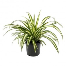 Spider Plant (Chlorophytum comosum 'Variegatum') | kipogeorgiki.gr