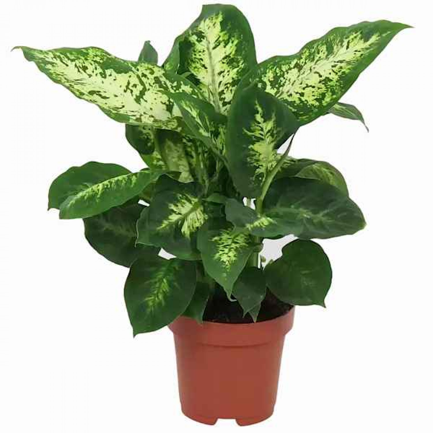 Dumbcane (Dieffenbachia seguine 'Compacta') Plant - Dumbcanes Foliage Plants