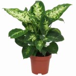 Dumbcane (Dieffenbachia seguine 'Compacta') Plant - Dumbcanes Foliage Plants