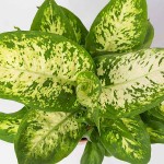 Dumbcane (Dieffenbachia seguine 'Compacta') Plant - Dumbcanes Foliage Plants