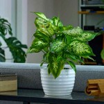 Dumbcane (Dieffenbachia seguine 'Compacta') Plant - Dumbcanes Foliage Plants