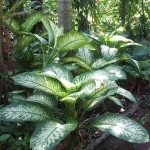Dumbcane (Dieffenbachia seguine 'Compacta') Plant - Dumbcanes Foliage Plants