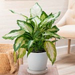 Dumbcane (Dieffenbachia seguine 'Compacta') Plant - Dumbcanes Foliage Plants