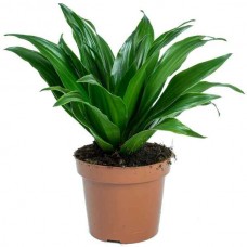Compact Corn Plant (Dracaena fragrans 'Compacta') Plant - Dracaenas Ornamental Plants