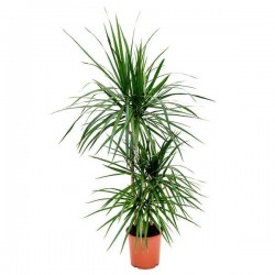 Δράκαινα Μαρτζινάτα (Dracaena marginata)