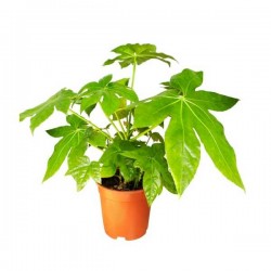 Φάτσια ή Αράλια (Aralia sieboldii – syn. Fatsia japonica)