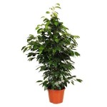 Weeping Fig Shrub (Ficus benjamina) Weeping Fig Shrub (Ficus benjamina) Indoor Foliage Plants