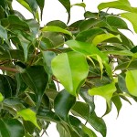 Weeping Fig Shrub (Ficus benjamina) Weeping Fig Shrub (Ficus benjamina) Indoor Foliage Plants