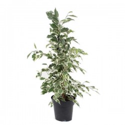 Variegated Weeping Fig Shrub (Ficus benjamina ‘Variegata’) Variegated Weeping Fig Shrub (Ficus benjamina ‘Variegata’)