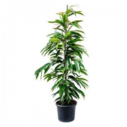 Ficus Amstel King (Ficus binnendijkii Amstel King) Indoor Foliage Plants