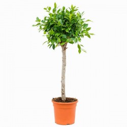 Ficus Indian Laurel Tree (Ficus nitida - syn. Ficus Microcarpa)