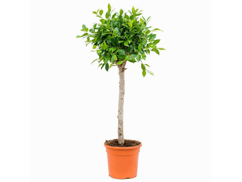 Ficus Indian Laurel Tree (Ficus nitida - syn. Ficus Microcarpa)